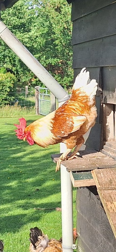 Haan Lohman, Dieren en Toebehoren, Pluimvee, Mannelijk, Kip