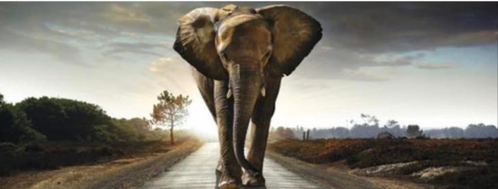glazen schilderij olifant. 125x50, Ophalen, Zo goed als nieuw, Beeldje of Figuurtje