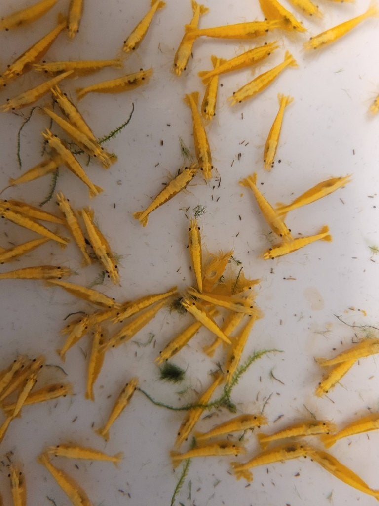 Hobbyaquarium 7 x overzicht garnalen  start verkoop 5 aug, Kreeft, Krab of Garnaal, Zoetwatervis