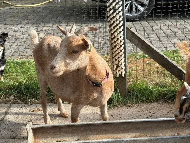 Kleine Dwerggeit met bokje, Dieren en Toebehoren, Schapen, Geiten en Varkens, Meerdere dieren, Geit, 0 tot 2 jaar