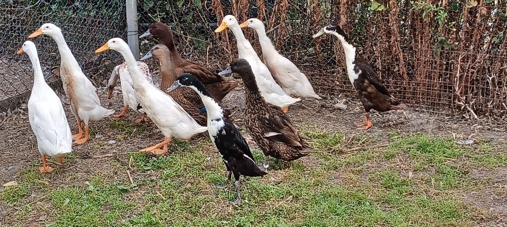 Loopeenden en Fleseenden, Dieren en Toebehoren, Pluimvee, Meerdere dieren, Eend