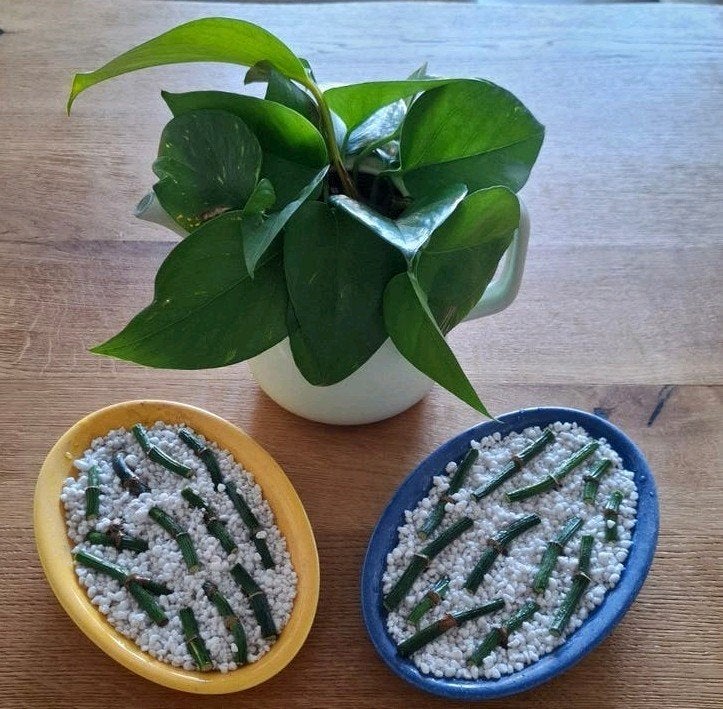 Epipremnum Aureum / Drakenklimop gewortelde stekjes, Ophalen