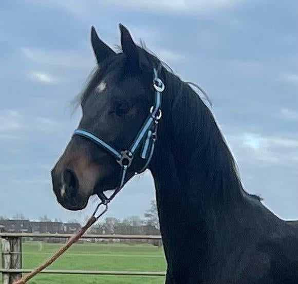 Super interessant gefokte pony!, Merrie, Met stamboom, Dressuurpony, 3 tot 6 jaar