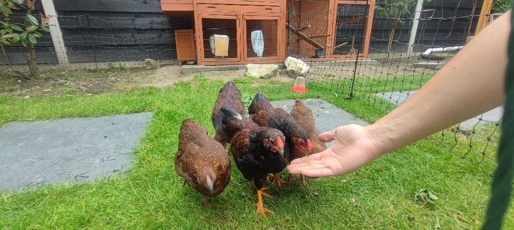 Wyandotte kriel meerzomige roodpatrijs hanen - 3x, Dieren en Toebehoren, Mannelijk, Kip