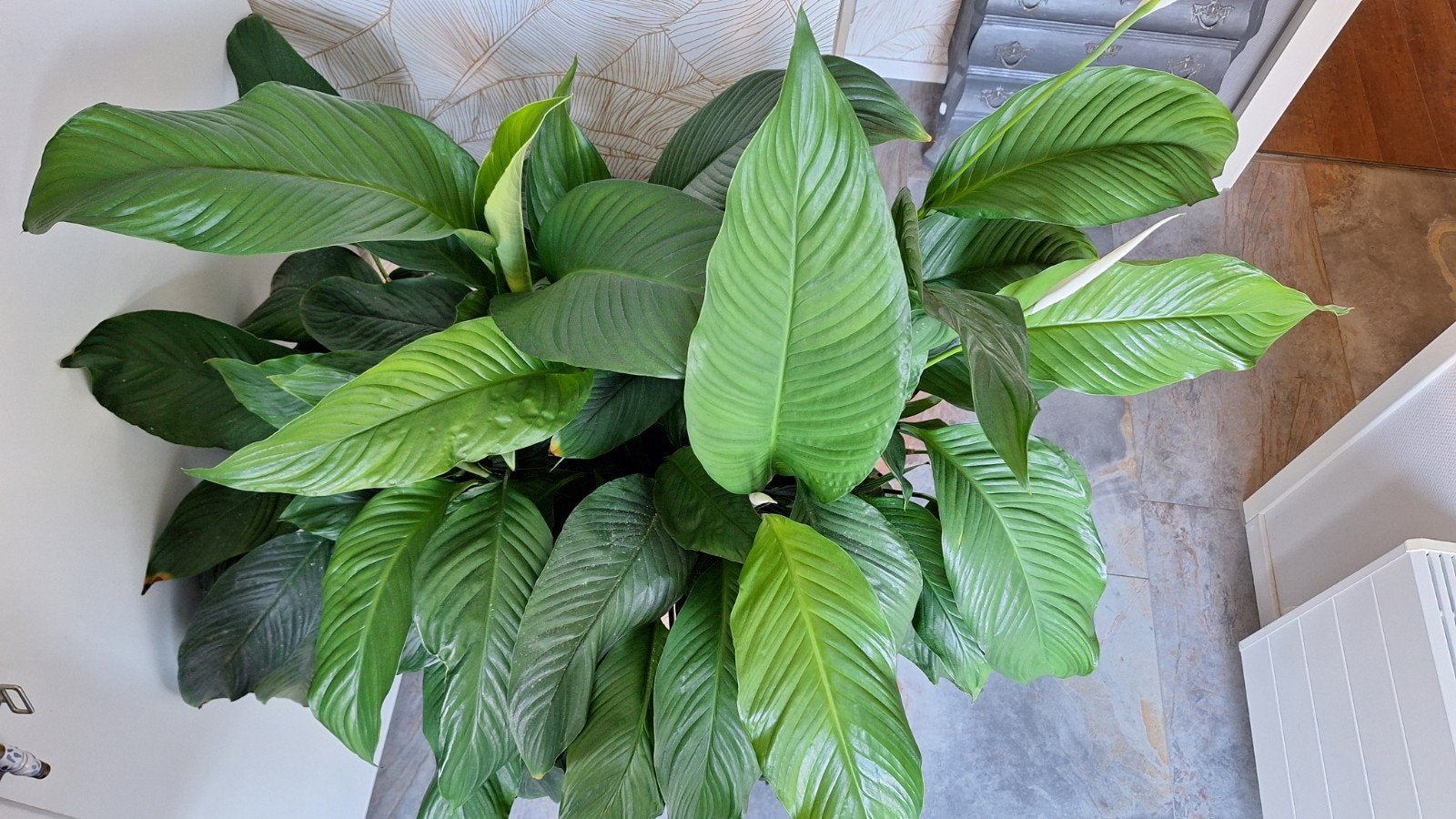 Grote Vredeslelie (Spathiphyllum) in pot, Ophalen of Verzenden, In pot, Halfschaduw