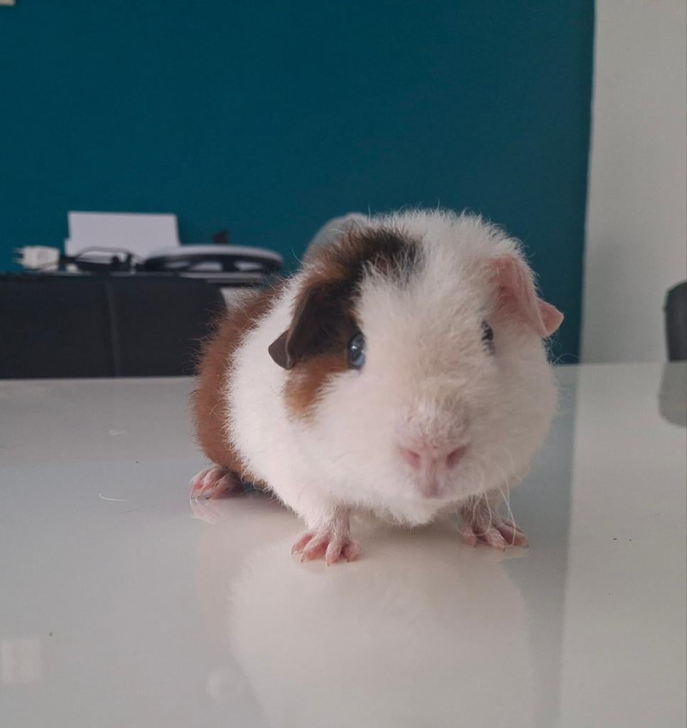 US teddy beertje, Cavia, April, Mannelijk, Tam