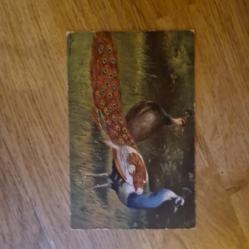 ansichtkaart paauw, Ophalen of Verzenden