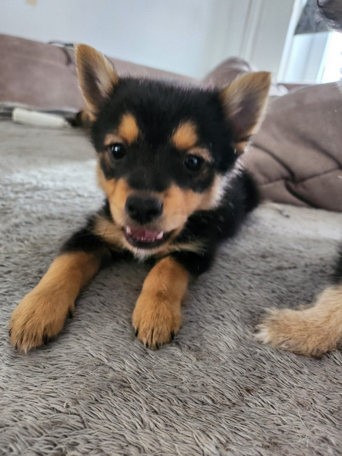 pups, Dieren en Toebehoren, Overige rassen, Meerdere, Meerdere dieren, Nederland