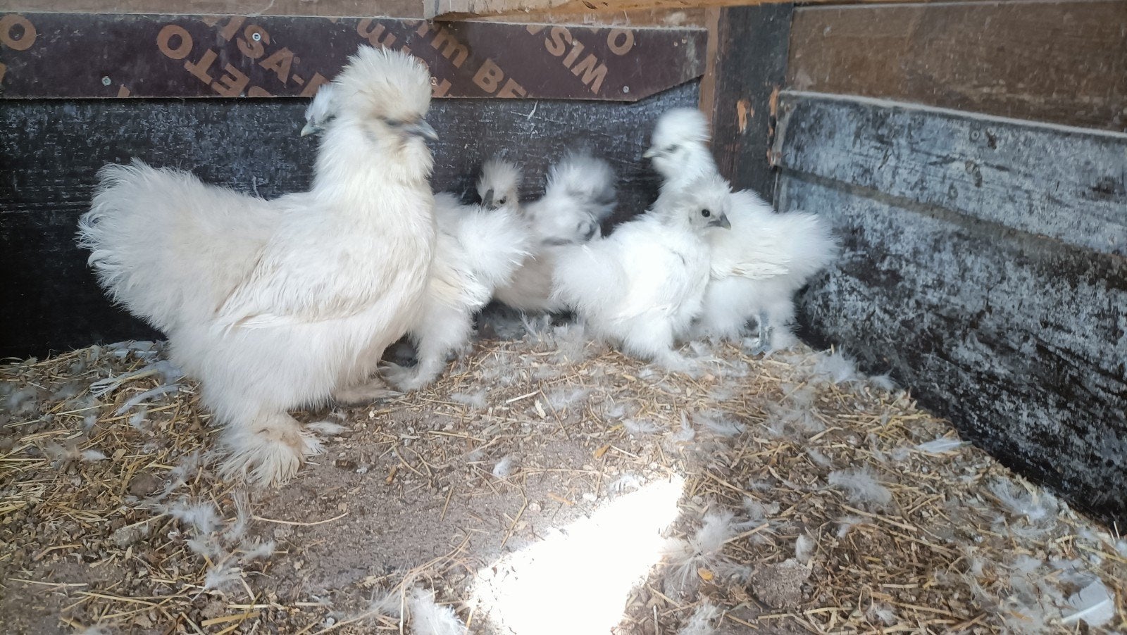 jonge zijdehoenders kuikens, Dieren en Toebehoren, Pluimvee, Geslacht onbekend, Kip
