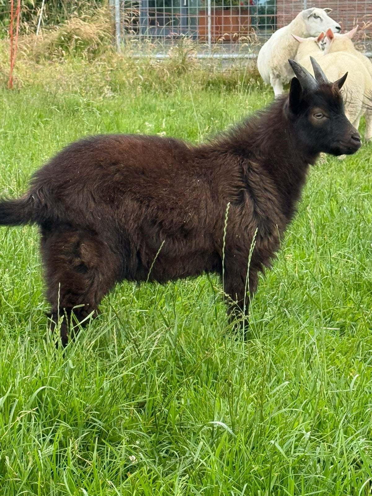 Mooie Nederlandse landgeit bok, Dieren en Toebehoren, Mannelijk, Geit, 0 tot 2 jaar