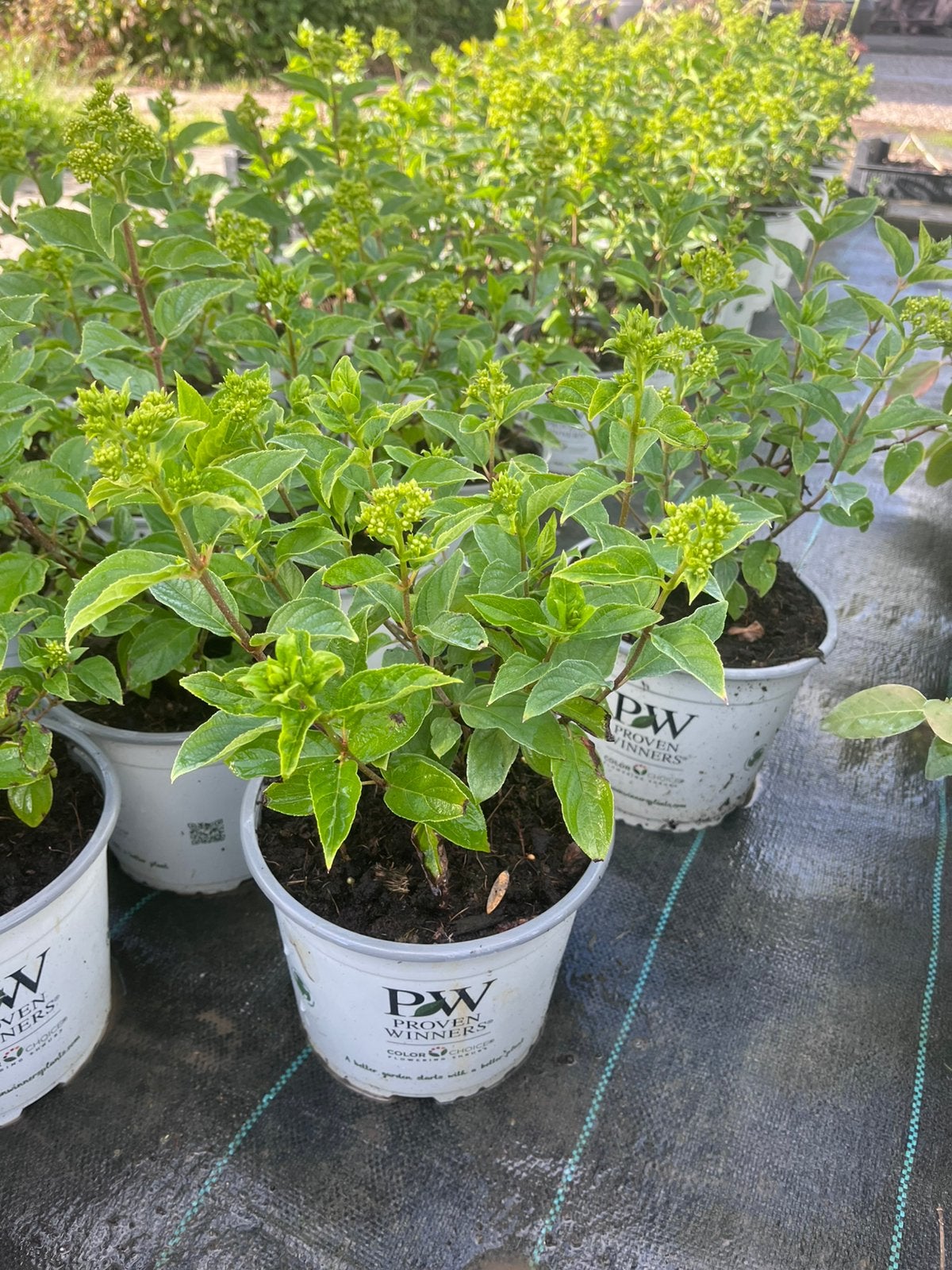Hydrangea paniculata 'Little Lime' 3 liter pot, Ophalen of Verzenden, Overige soorten, Halfschaduw