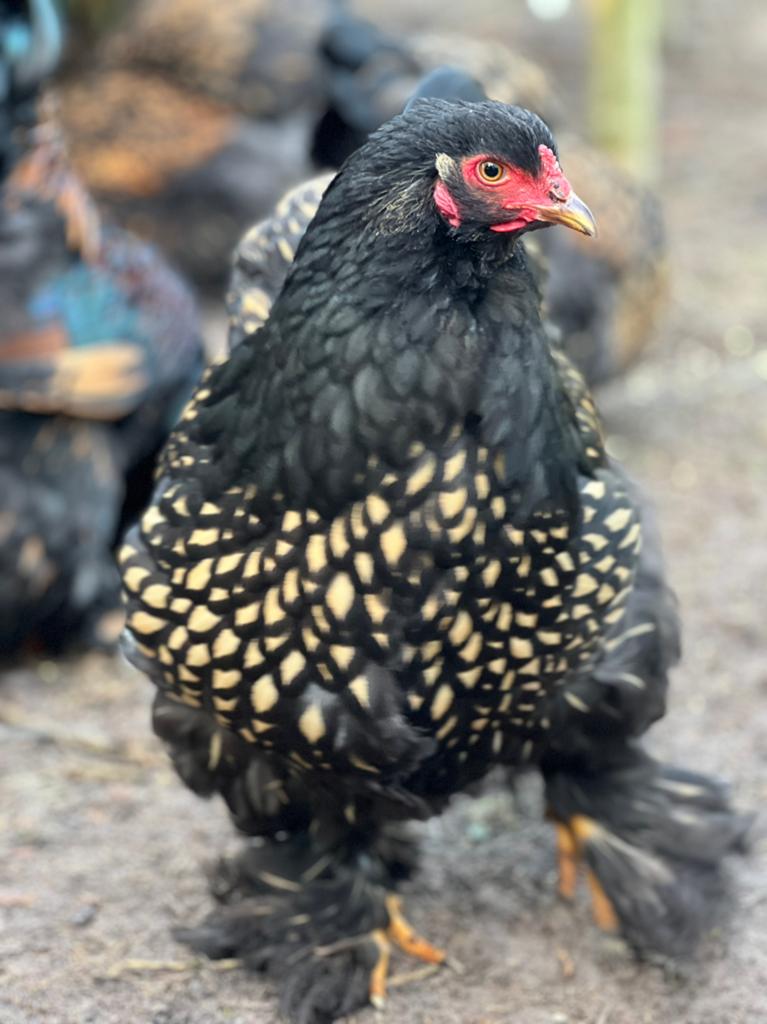 Brahma Goud zwart gezoomd ( groot) - kuikens, Dieren en Toebehoren, Pluimvee, Geslacht onbekend, Kip