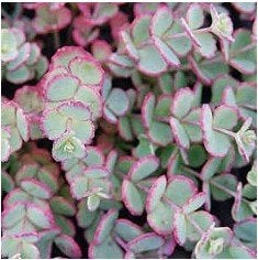 Sedum Siboldii (Hemelsleutel), Tuin en Terras, Planten | Tuinplanten, Ophalen, Volle zon