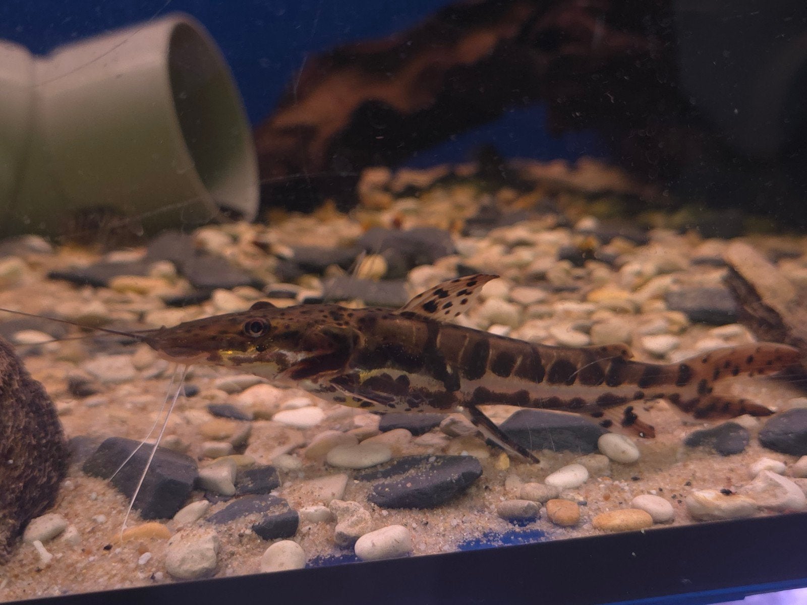 Tigershovelnose, Vis