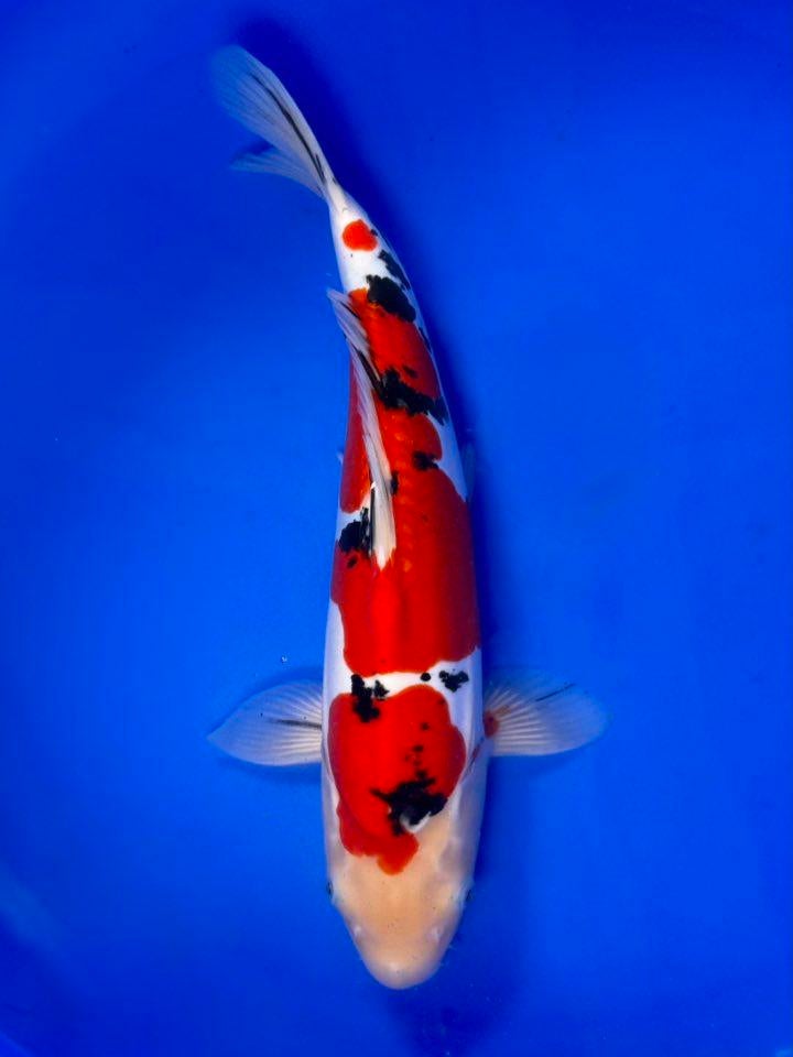 VHQ  Doitsu Sanke – Conias | Young Nisai (37–42 cm), Dieren en Toebehoren, Vissen | Vijvervissen, Karper of Koi
