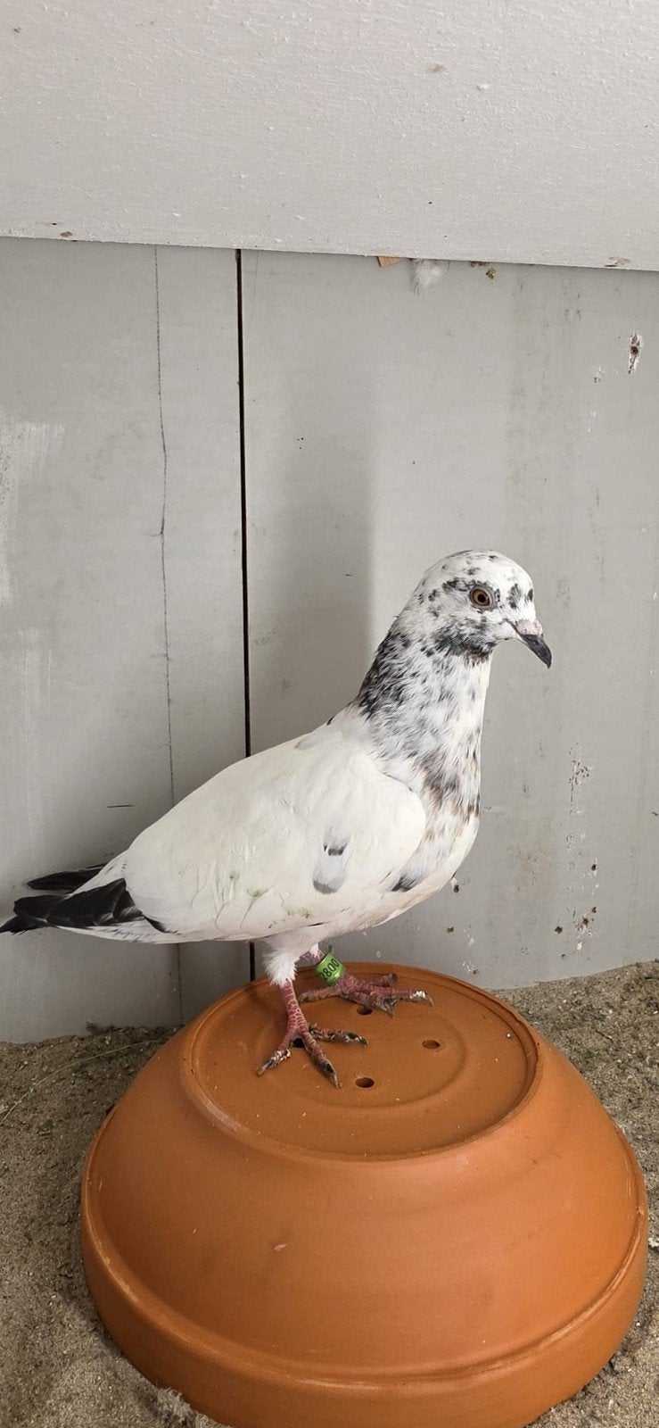 Pakistaanse hoogvlieger x ierse tippler duivin, Dieren en Toebehoren, Vogels | Duiven, Vrouwelijk, Overige soorten