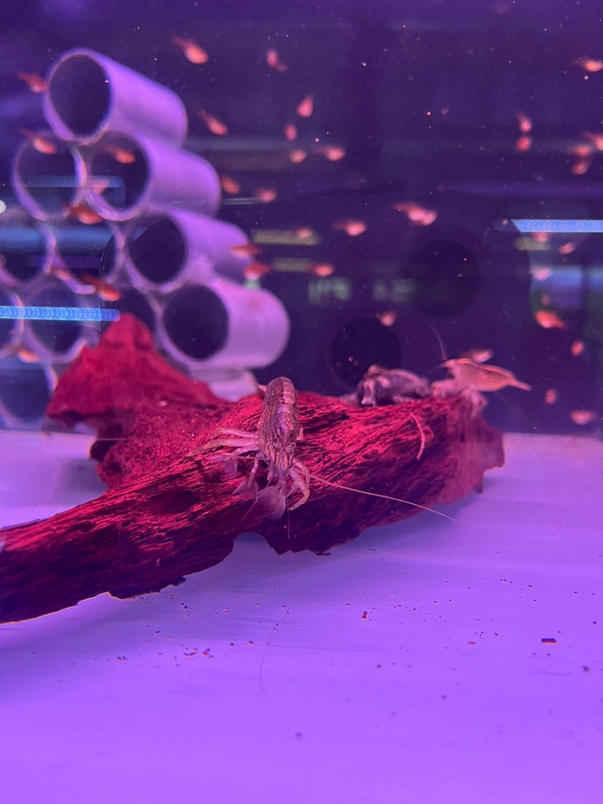 Aziatische waaierhand, Dieren en Toebehoren, Vissen | Aquariumvissen, Vis