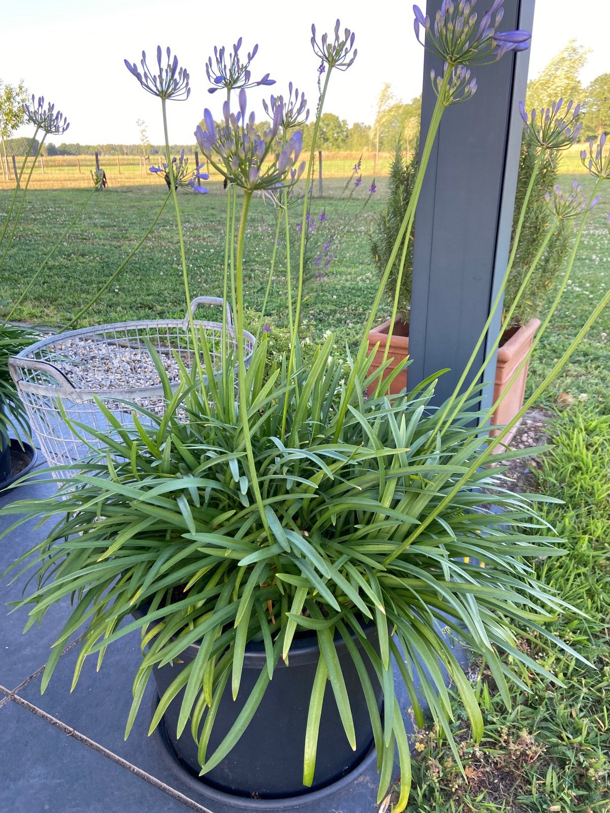 Grote Agapanthus met 13 bloemknoppen fijn blad kuipplant, Tuin en Terras, Volle zon, Vaste plant, Zomer, Ophalen