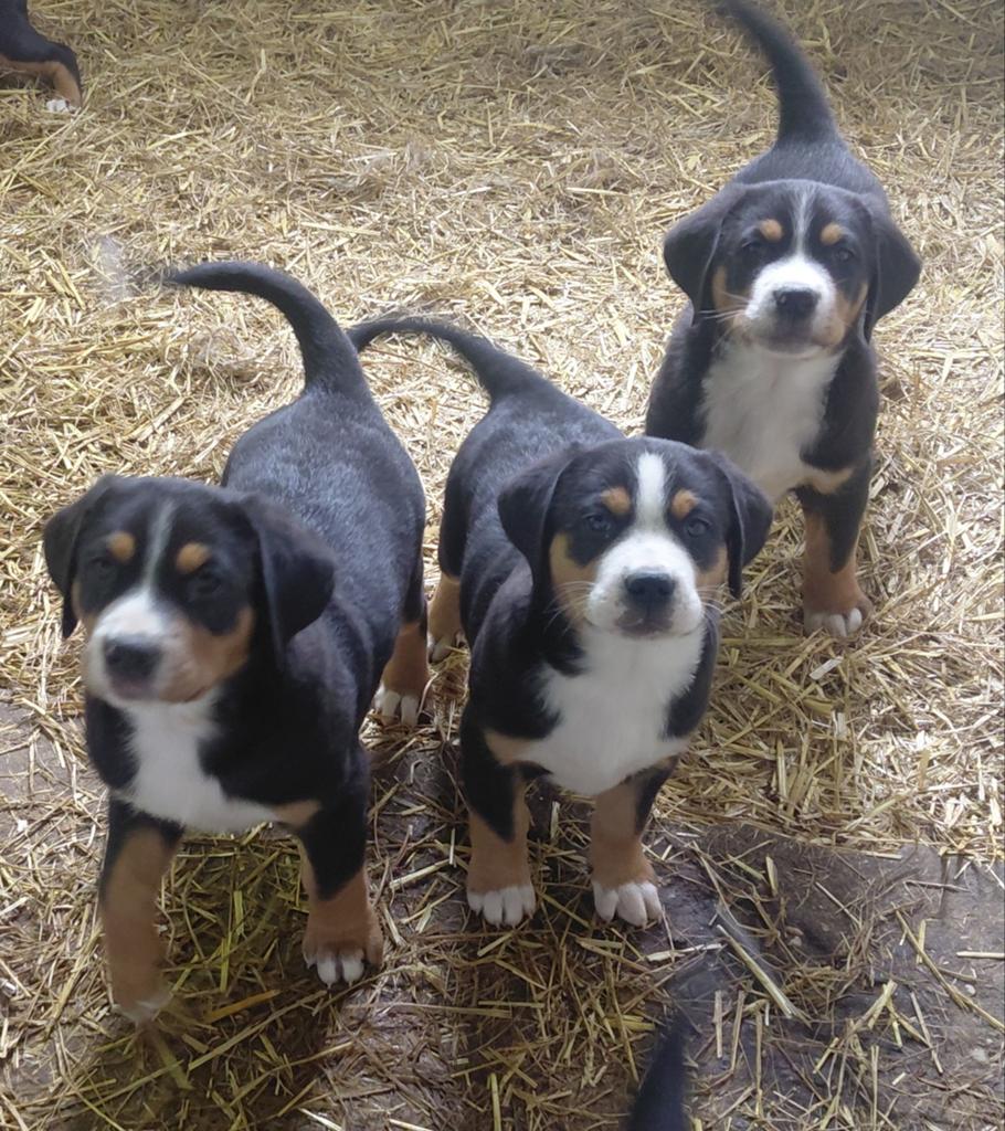 Grote Zwitserse Sennenhond pups, Dieren en Toebehoren, Meerdere, Meerdere dieren, Nederland, Fokker | Hobbymatig