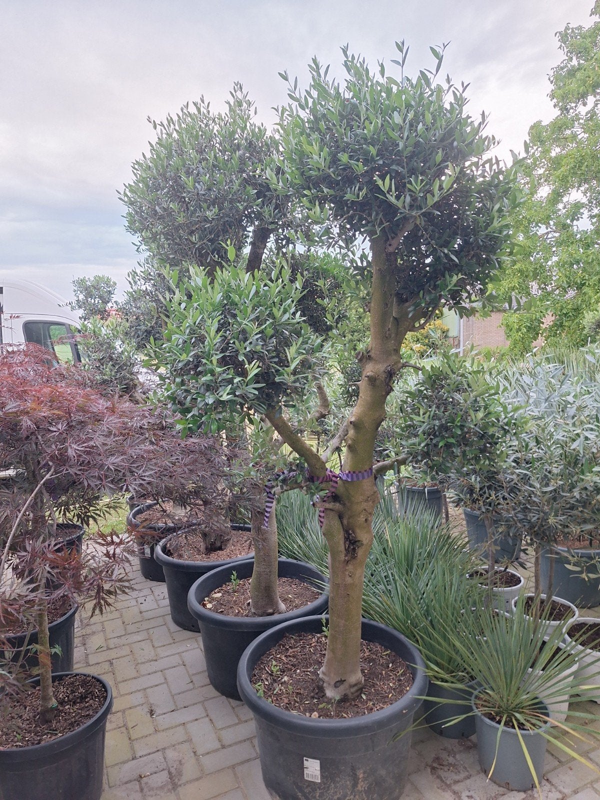 Olijfbomen ponpon bolgesnoeid, olea europaea, Tuin en Terras, Planten | Bomen, Olijfboom, 100 tot 250 cm, Volle zon, Lente, Ophalen