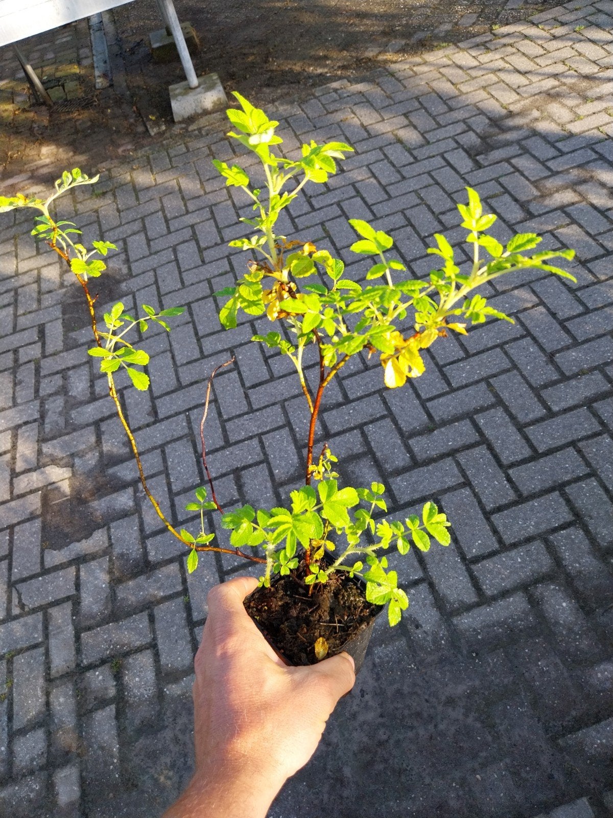 Rosa Rugosa - Japanse bottelroos, Volle zon, Vaste plant, Zomer, Ophalen