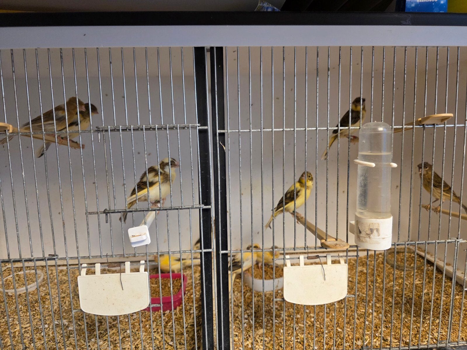 11 jonge harlekijn kanaries, Dieren en Toebehoren, Vogels | Kanaries, Meerdere dieren, Kleurkanarie