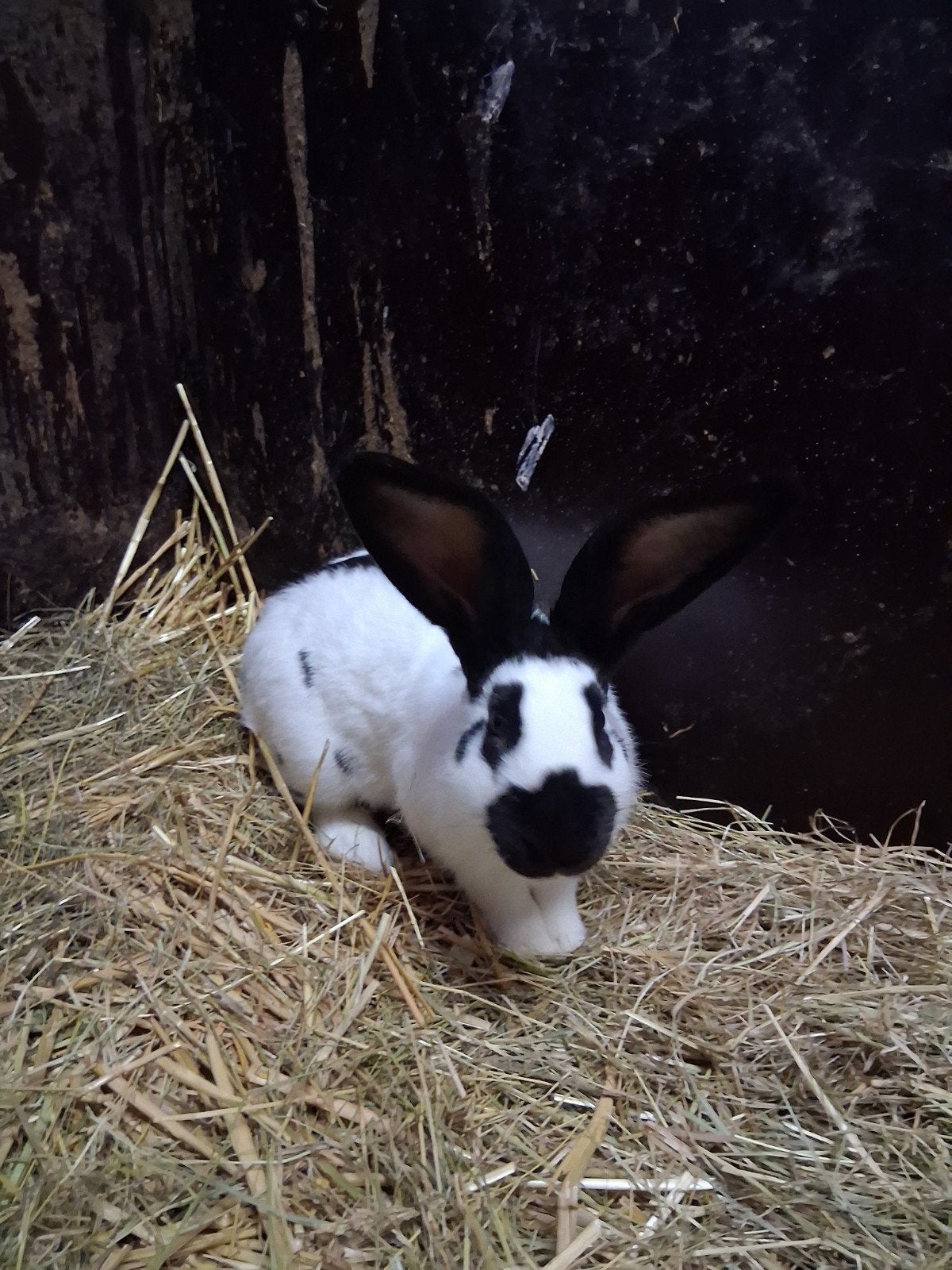 raszuivere lotharinger groot ram terdekking, Dieren en Toebehoren, Mannelijk, Groot, 0 tot 2 jaar