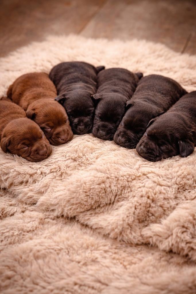 Bruine en zwarte labrador pups te reserveren, Dieren en Toebehoren, Honden | Retrievers, Spaniëls en Waterhonden, Parvo, Nederland