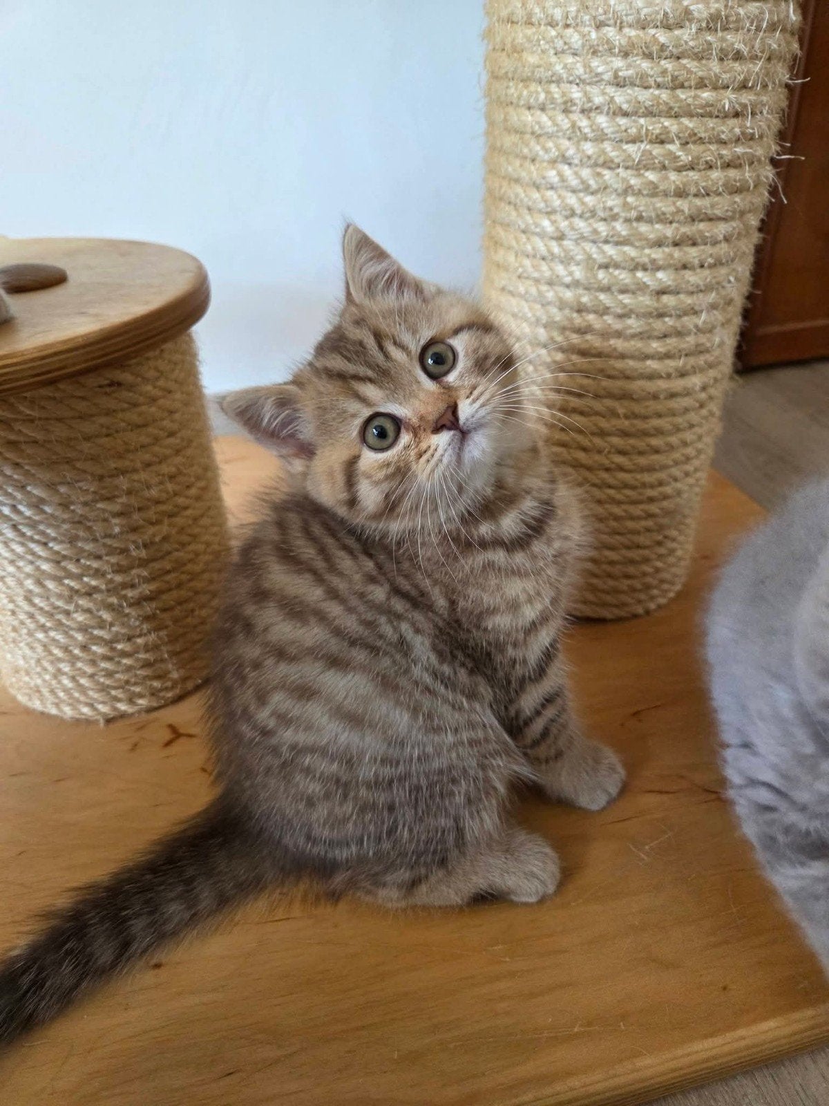 Selkirk rex en straight kittens, Dieren en Toebehoren, Katten en Kittens | Raskatten | Korthaar, Meerdere dieren, Met stamboom