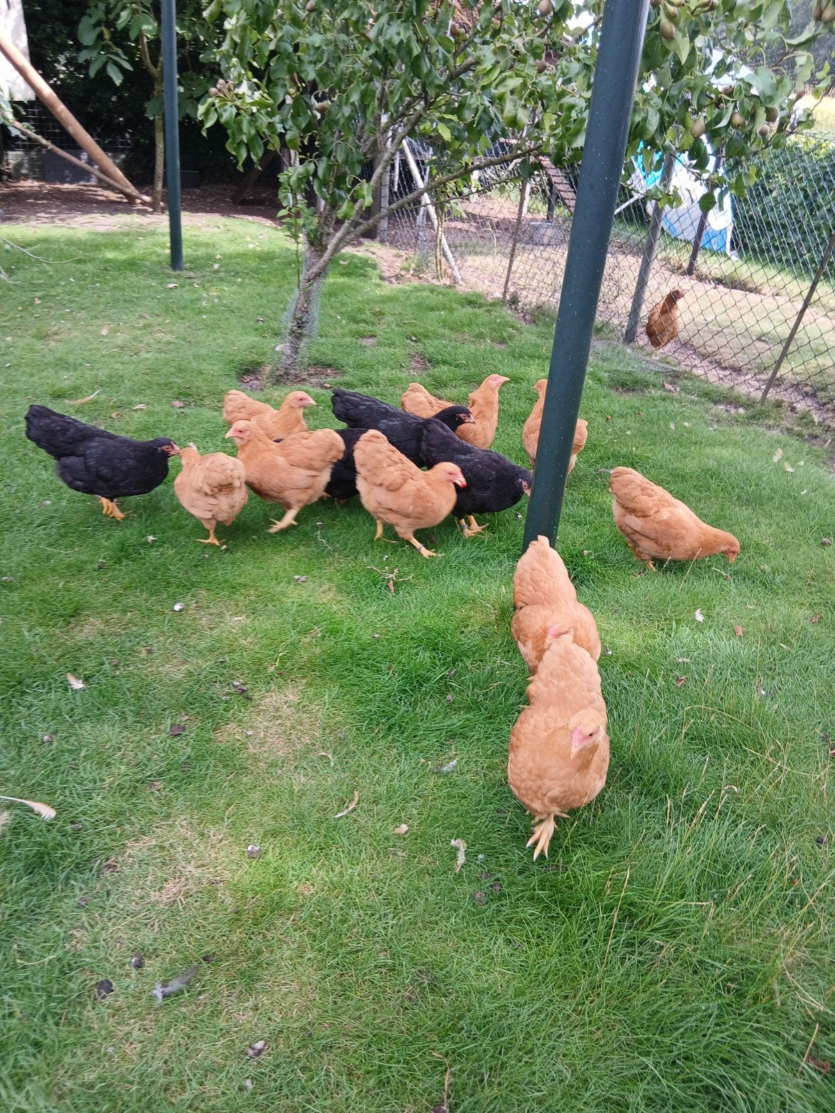 Wyandotte krielen, Dieren en Toebehoren, Pluimvee, Vrouwelijk, Kip