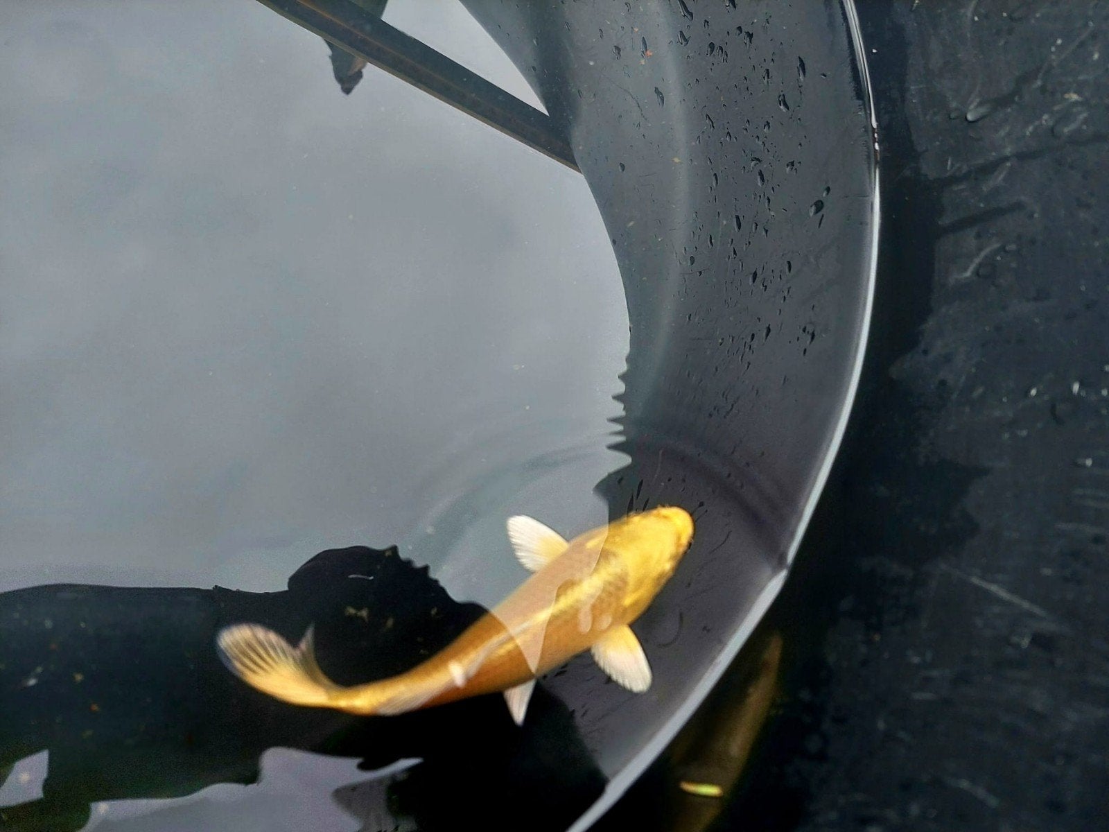 Jamabuki Ogon – 20 cm – Yamakazi/Yamasan, Dieren en Toebehoren, Vissen | Vijvervissen, Karper of Koi