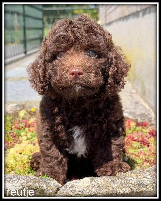 Boompoo F1b pups Boomer x Poedel, Dieren en Toebehoren, Honden | Chihuahua's en Gezelschapshonden, Poedel, Nederland, Parvo, 8 tot 15 weken