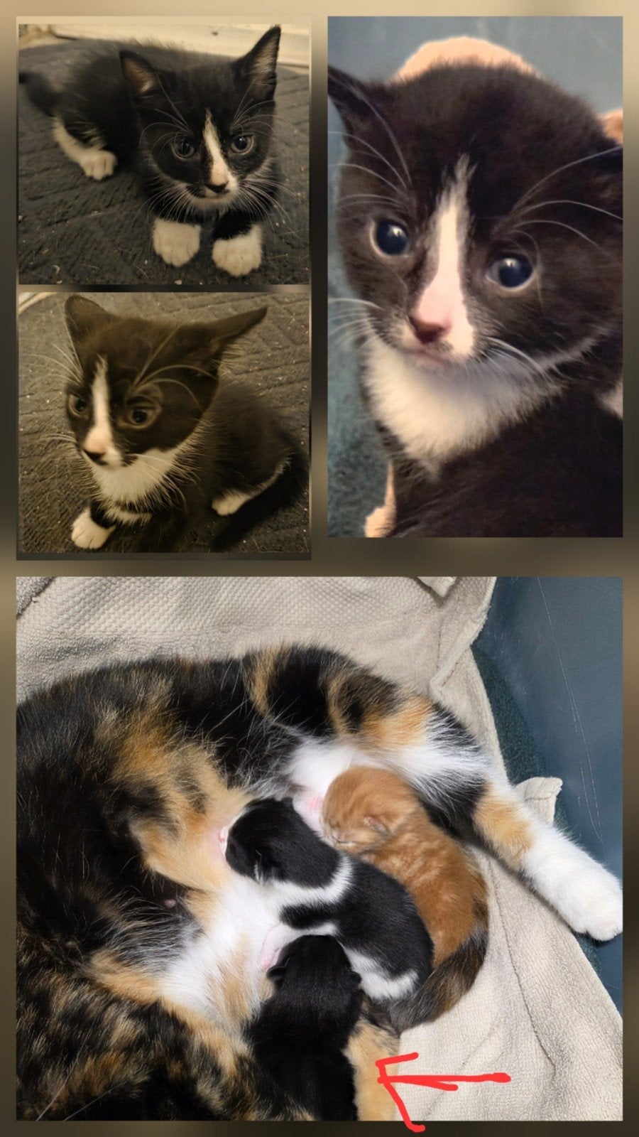 te koop nog 1 Europese kortharige kitten is een vrouwtje, Poes, Ontwormd, 0 tot 2 jaar
