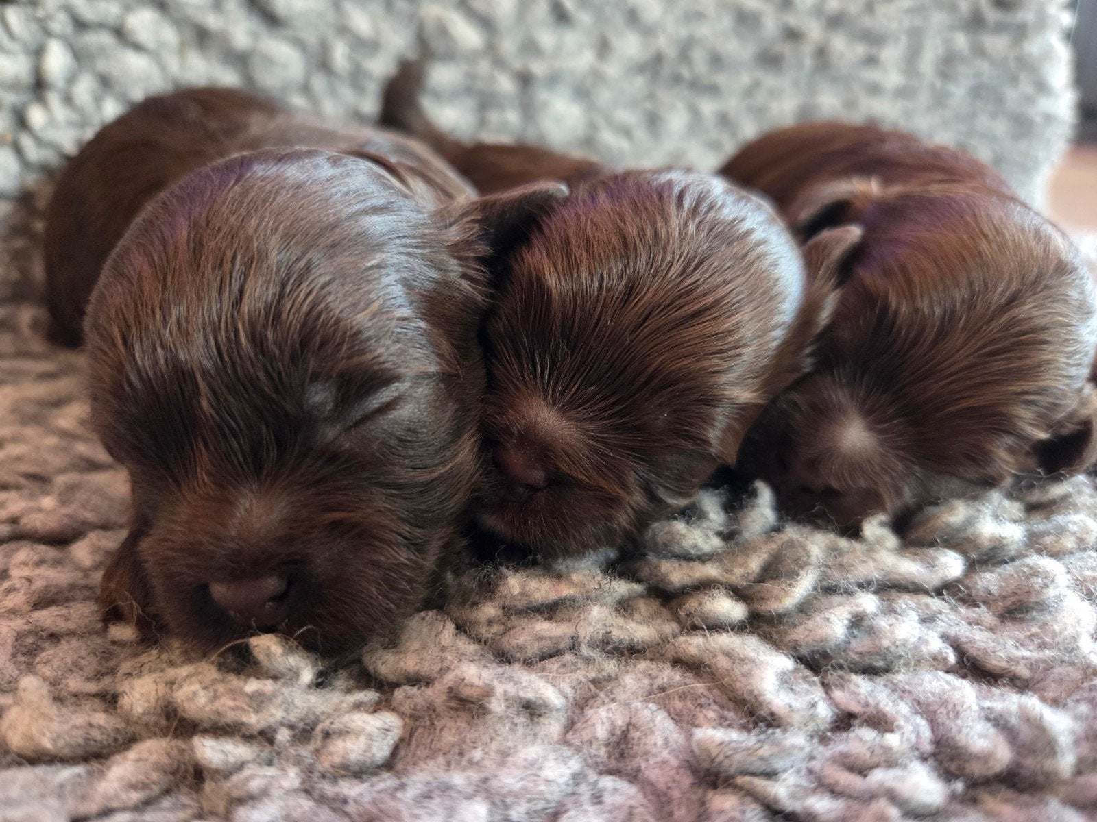 shihpoo ️shih tzu toypoedel, Dieren en Toebehoren, 8 tot 15 weken, Meerdere, Meerdere dieren, Nederland