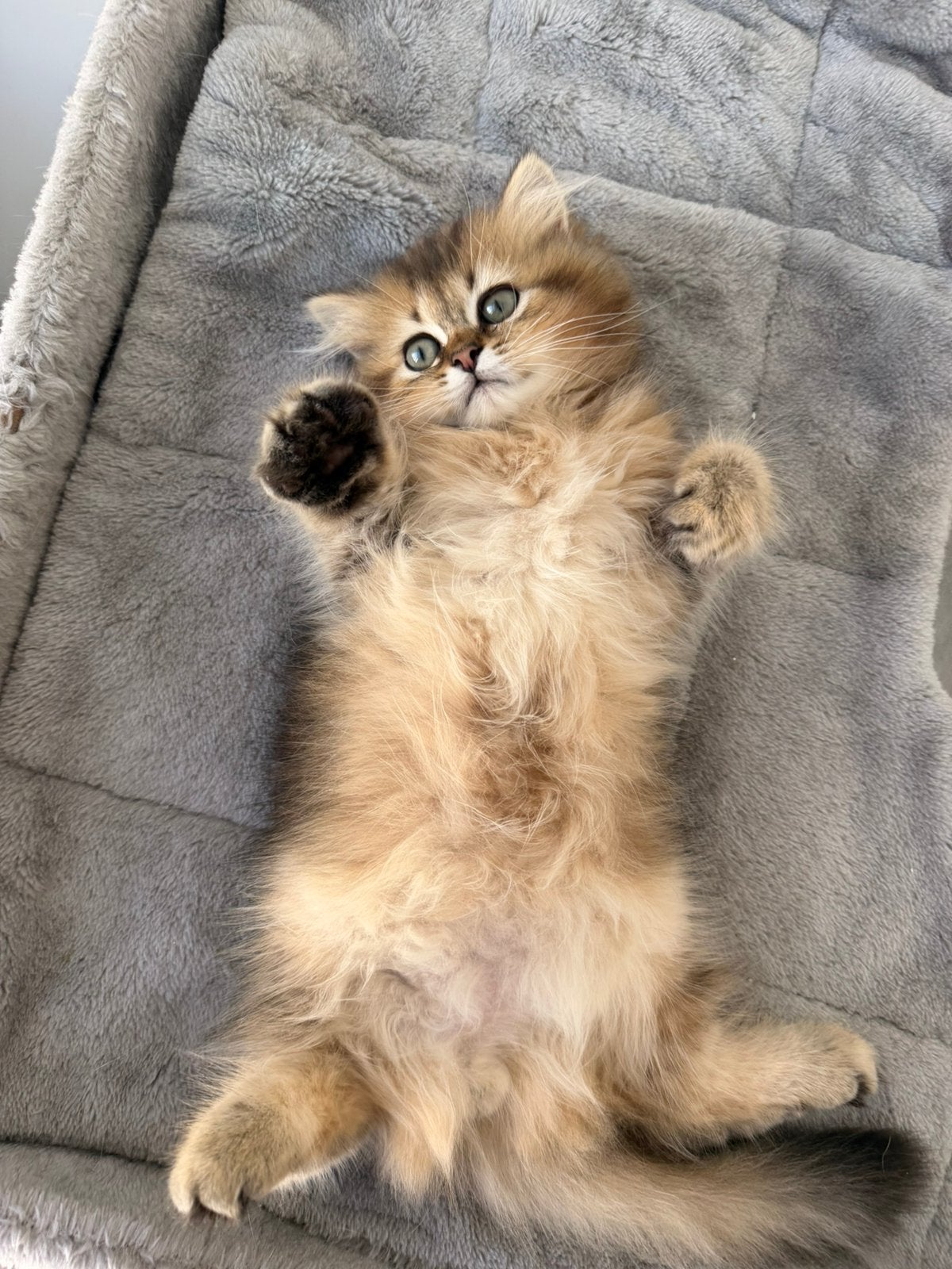 Britse Langhaar Golden Shaded Kittens BLH / NY11, Dieren en Toebehoren, Kater, Ontwormd