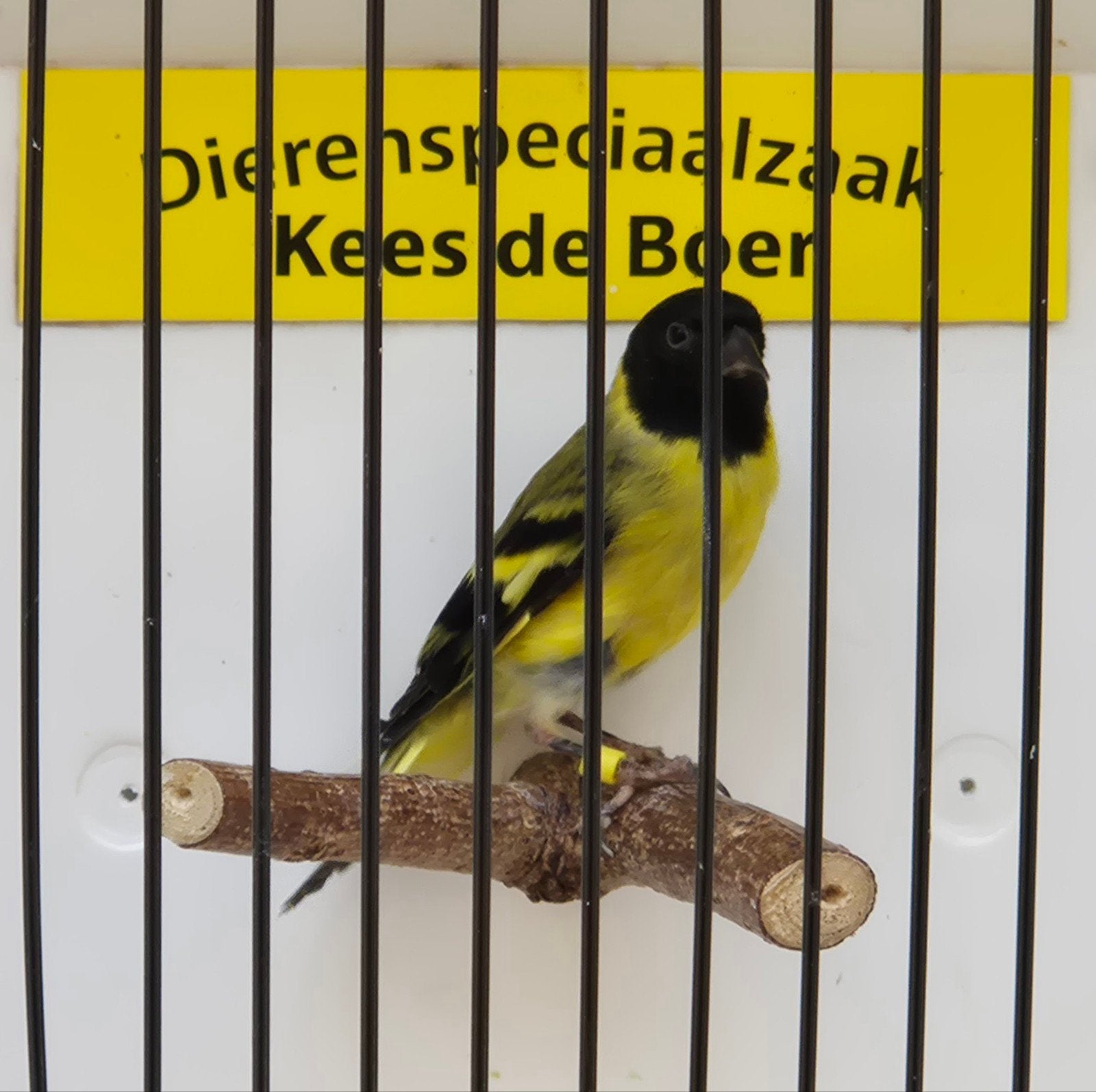 zwartkopsijzen