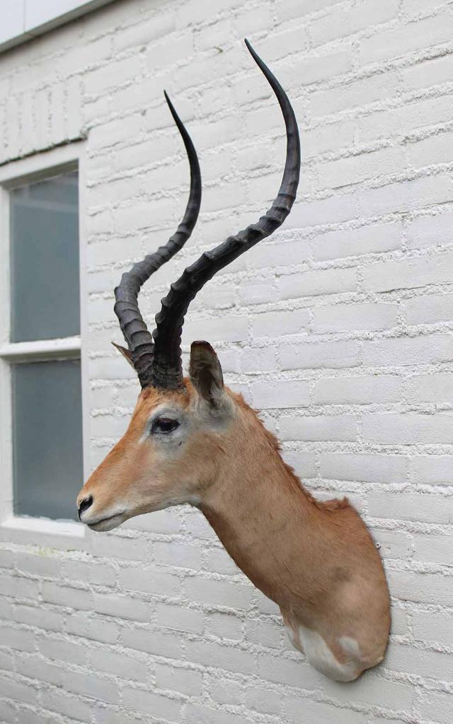 Grote opgezette KOP IMPALA antilope (gewei - ref. C), Verzamelen, Dierenverzamelingen, Ophalen, Gebruikt, Wild dier, Opgezet dier
