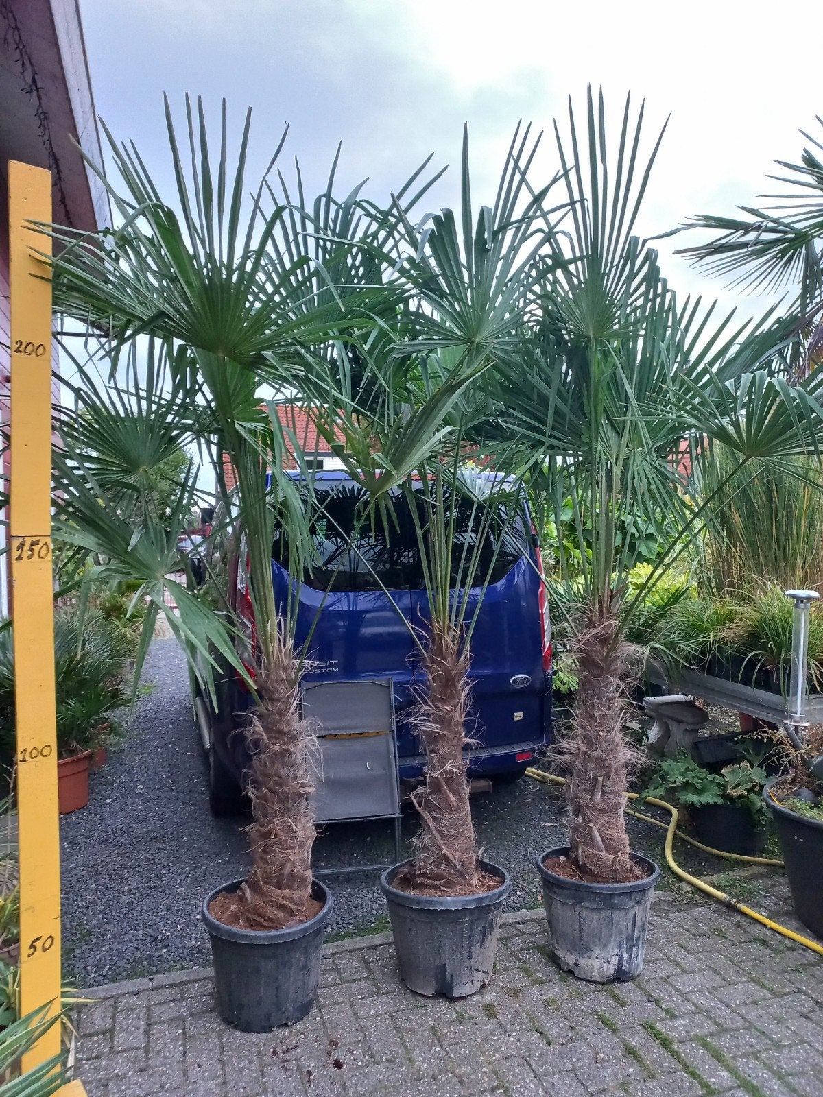 Trachycarpus Fortunei - Winterharde Palmboom (150-175 cm), Volle zon, Vaste plant, Bloeit niet, Ophalen