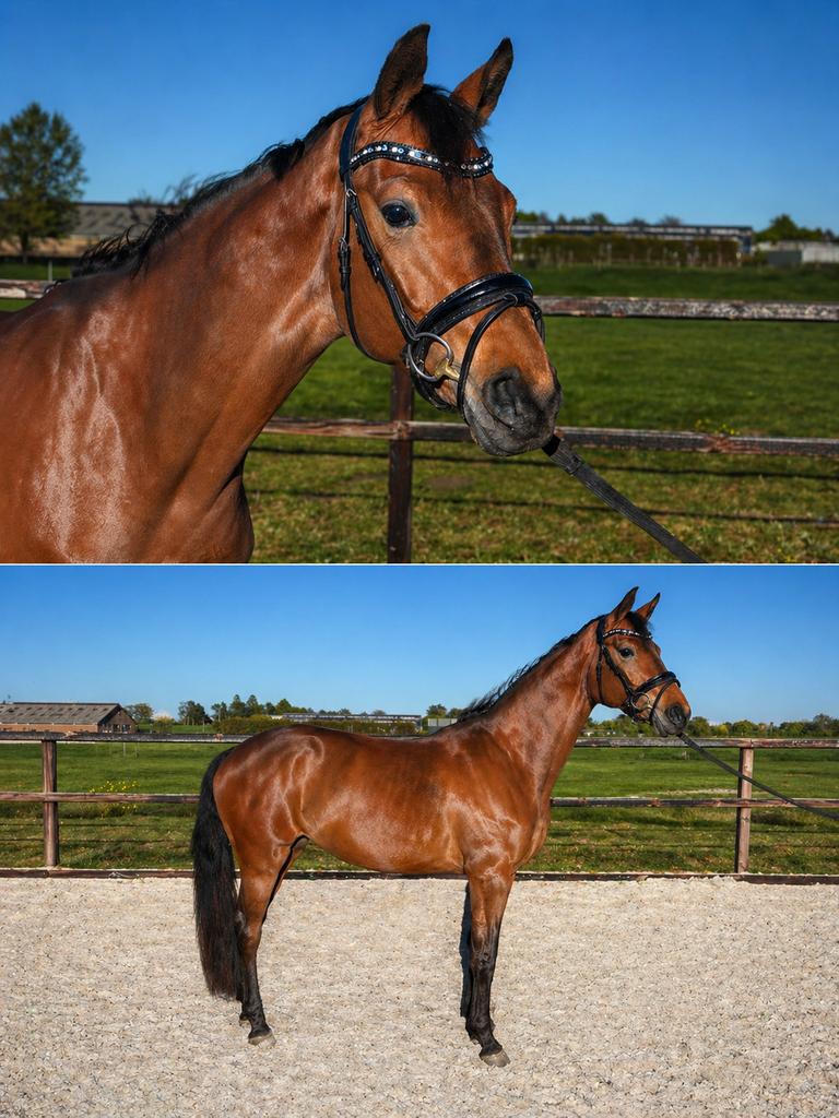 Brave merrie van maclaren, Dieren en Toebehoren, Merrie, 160 tot 165 cm, Dressuurpaard, 3 tot 6 jaar