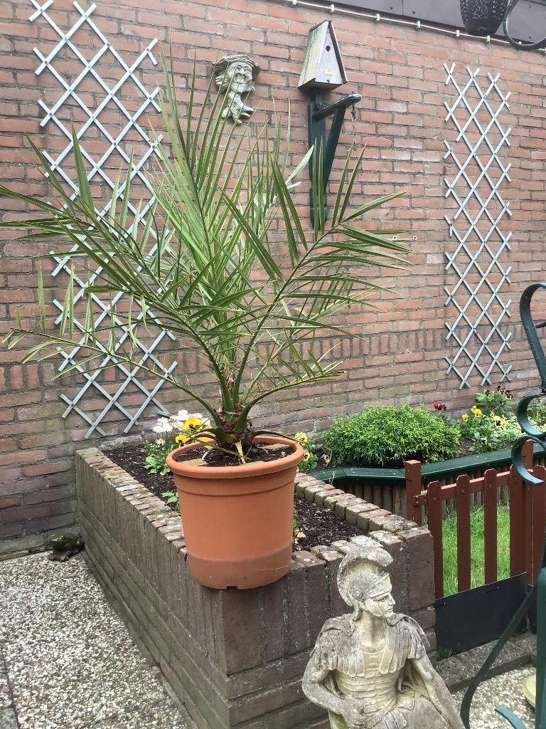 Dadelpalm Phoenix dactylifera, Tuin en Terras, Planten | Bomen, Palmboom, 100 tot 250 cm, Volle zon, Lente, In pot, Ophalen