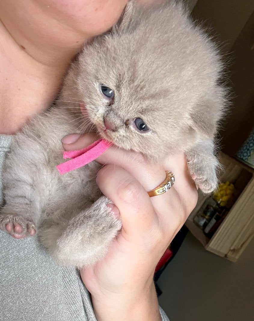 Nog 4 prachtige britse korthaar kittens, Dieren en Toebehoren, Katten en Kittens | Overige Katten, Meerdere dieren