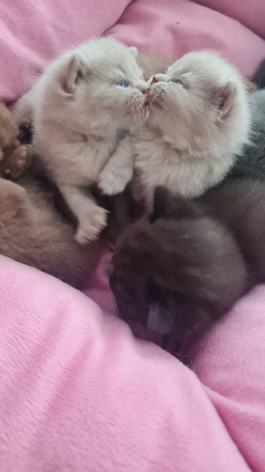 Britse korthaar kittens, Dieren en Toebehoren, Katten en Kittens | Raskatten | Korthaar, Meerdere dieren, Ontwormd