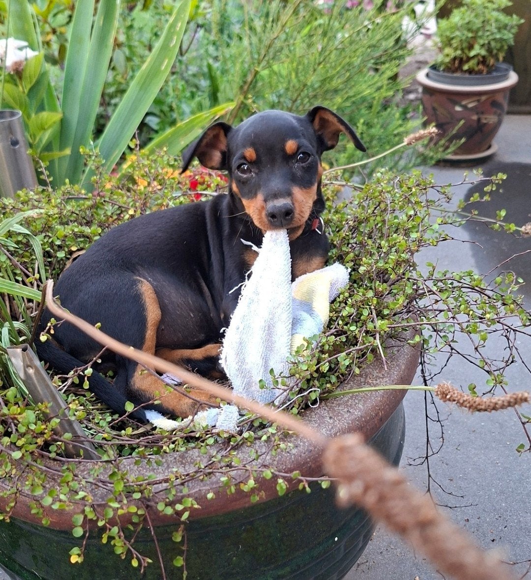 Dwergpincher puppy's aangeboden, Dieren en Toebehoren, Honden | Jack Russells en Terriërs, Meerdere dieren, Overige rassen, Particulier