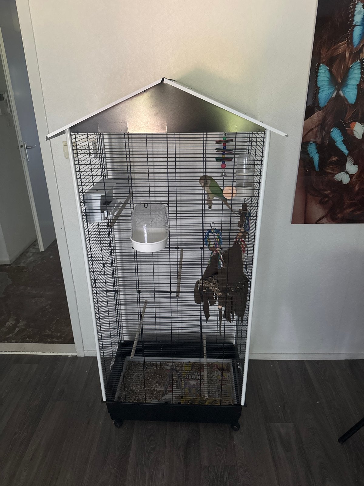 Vogel kooi met vogel, Dieren en Toebehoren, Ophalen of Verzenden, Zo goed als nieuw, Metaal, Vogelkooi