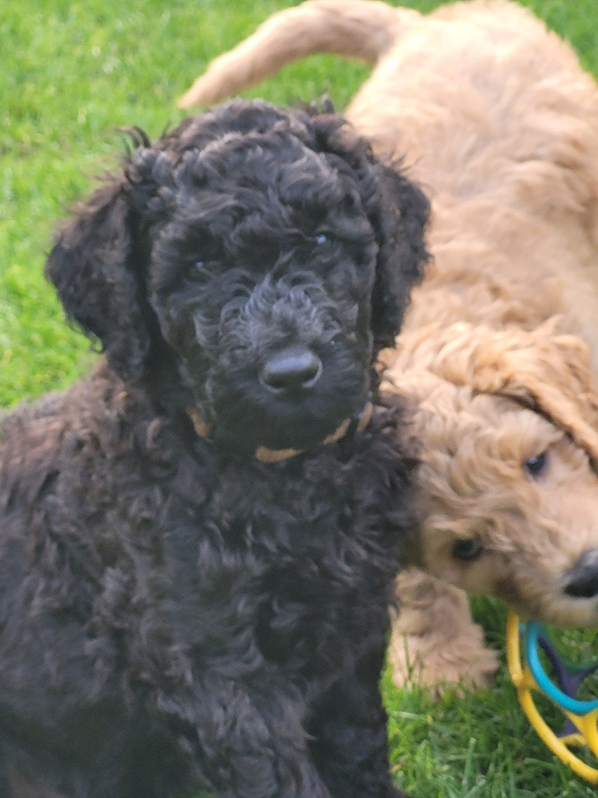 prachtige zwart/chocolade bruine pup., HCC (leverziekte), Reu, 8 tot 15 weken, Eén hond