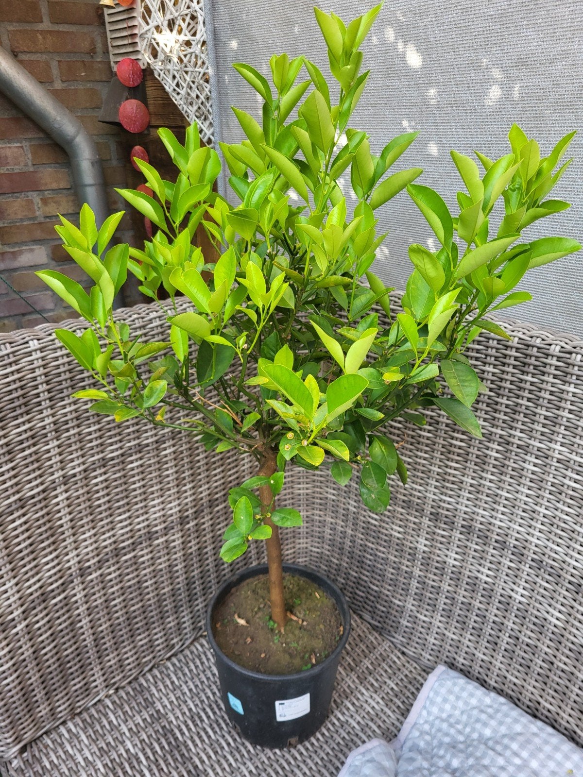 Calamondino, Tuin en Terras, Planten | Struiken en Hagen, Ophalen, Overige soorten, Minder dan 100 cm