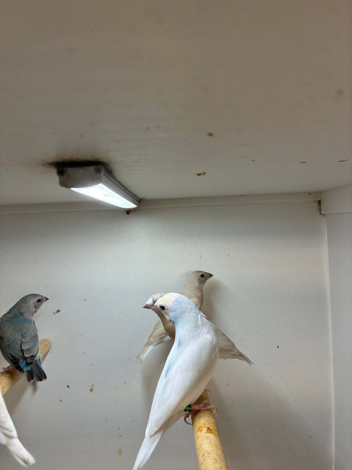 gouls, Dieren en Toebehoren, Vogels | Kanaries, Meerdere dieren, Kleurkanarie