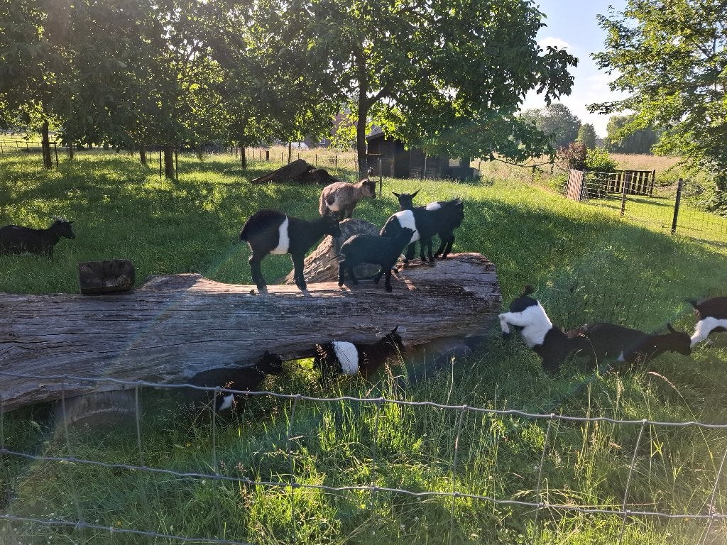 Lakenvelder bok, Dieren en Toebehoren, Mannelijk, Kip