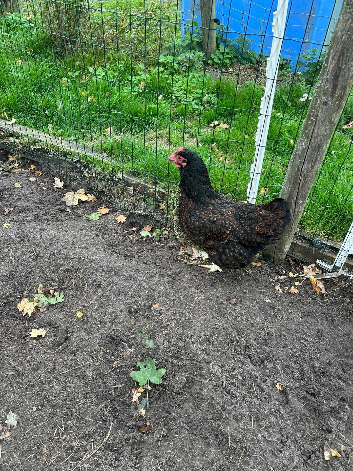 Barnevelder Kip