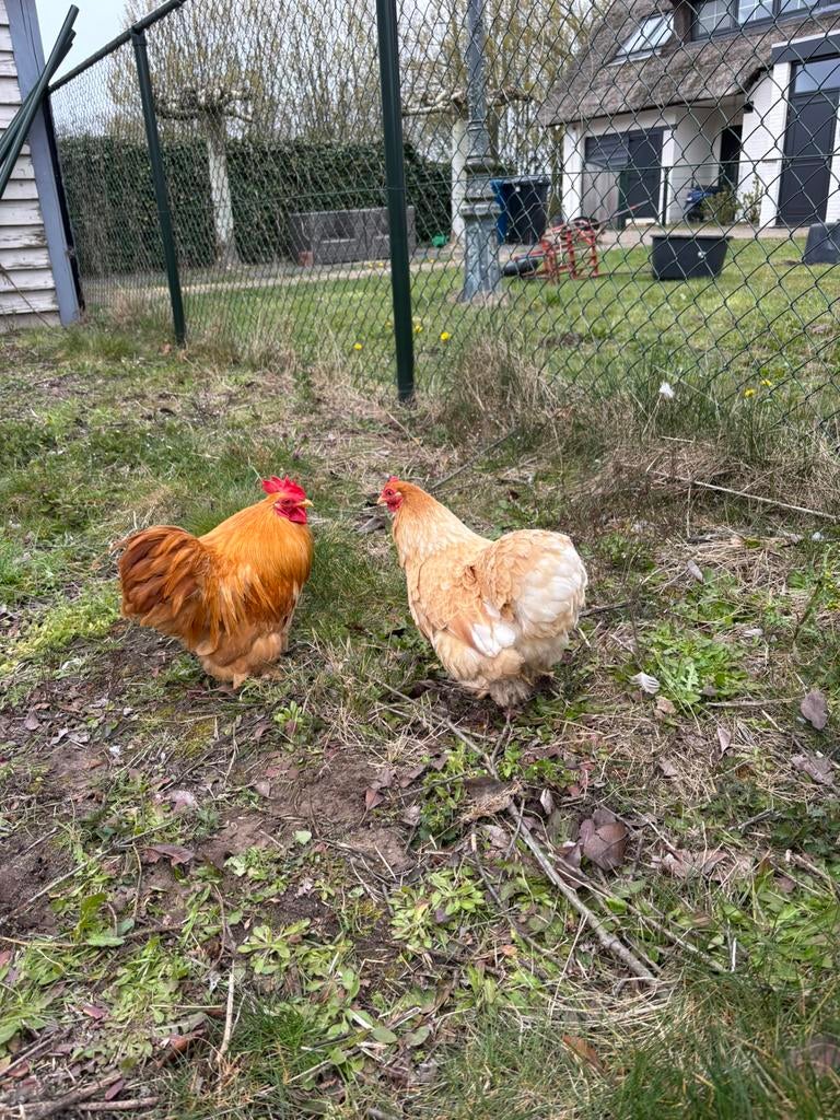 Mooie cochin, Dieren en Toebehoren, Pluimvee, Meerdere dieren, Kip